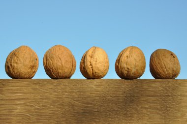 Walnuts clipart