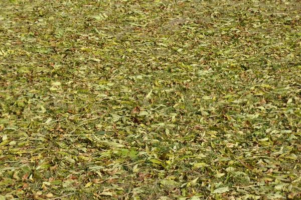 텍스처 잎 — 스톡 사진
