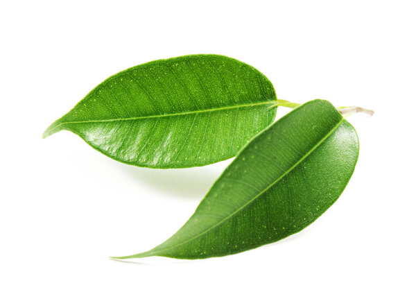 Зеленый лист
