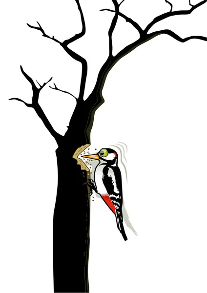 Woodpecker — Stock Vector