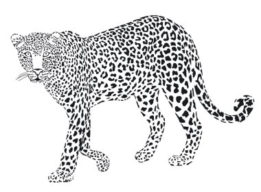 Leopart black on a white background clipart