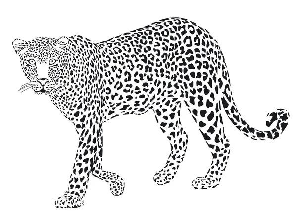 Леопард чорний на білому тлі — стоковий вектор