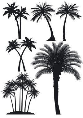 Palm trees set clipart