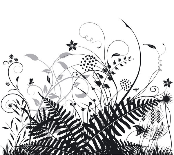 Plants and ferns