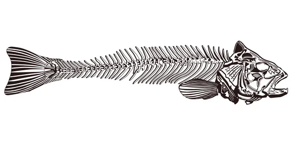 Os de poisson — Image vectorielle