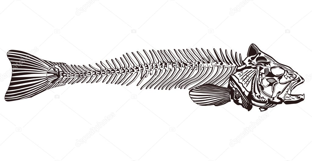 Fish bone — Stock Vector © scusi0-9 #7815262