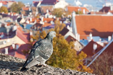 Görünüm Tallinn, Estonya