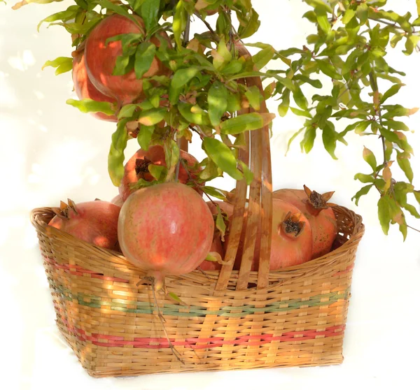 Pomegranates on branch — Stock Photo, Image