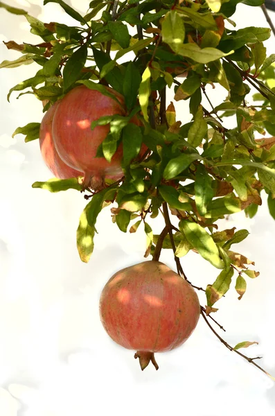 Granátová jablka na větvi — Stock fotografie