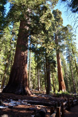 Yosemite Ulusal Parkı