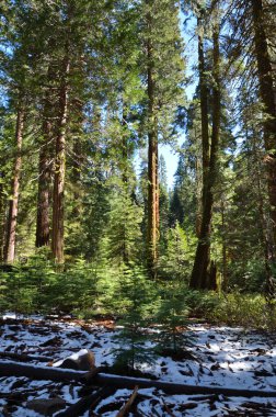 Yosemite Ulusal Parkı