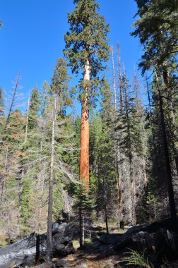 Yosemite Ulusal Parkı