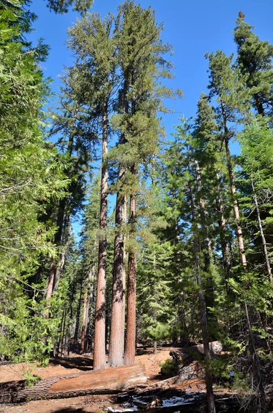 stock image Yosemite National Park