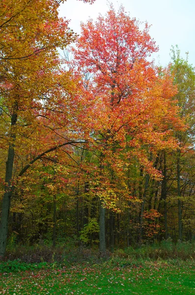 stock image Golden Autumn