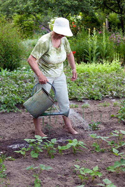 stock image Senior woman working in garden