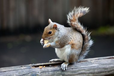 The grey squirrel in one of London parks clipart