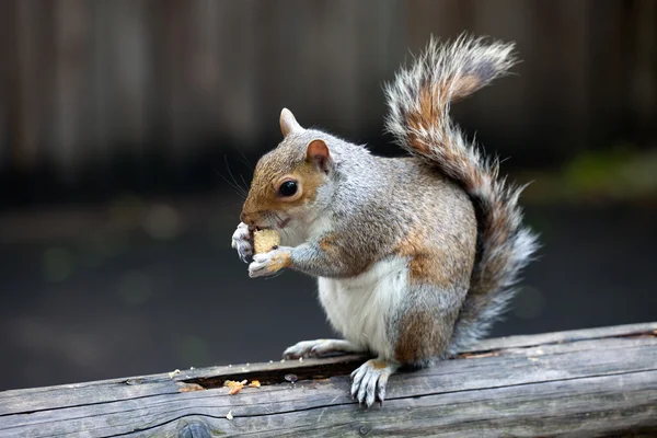 stock image The grey squirrel in one of London parks