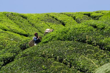 cameron Highlands çay hasat işçilerin