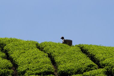 Workers harvesting tea in Cameron Highlands clipart