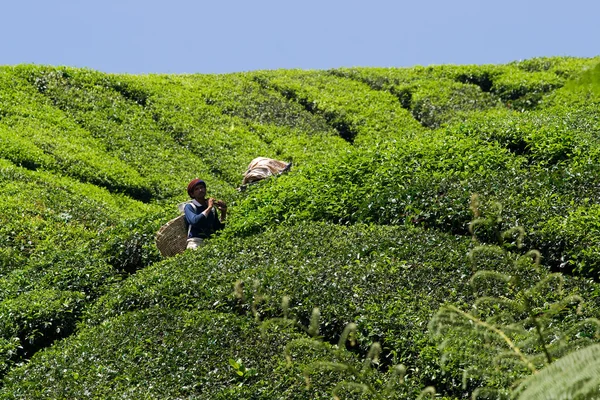 stock image Workers harvesting tea in Cameron Highlands