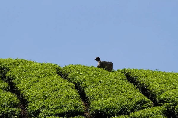 cameron Highlands çay hasat işçilerin