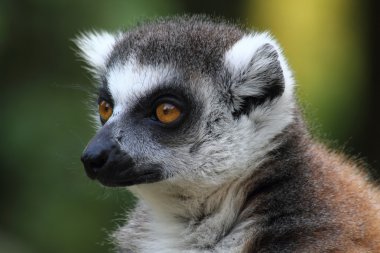lemur maymunu