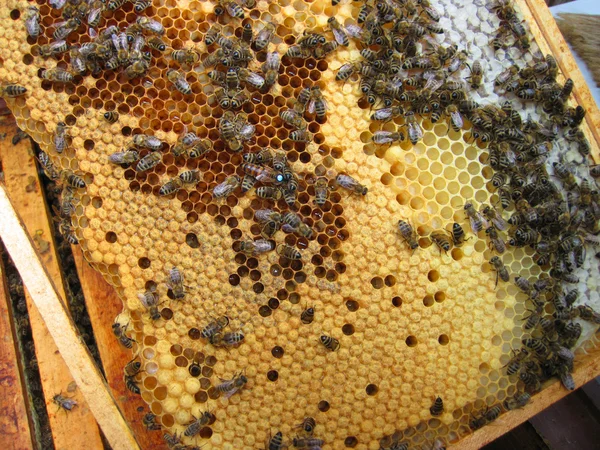 Μέλισσες και η μητέρα τους — Φωτογραφία Αρχείου