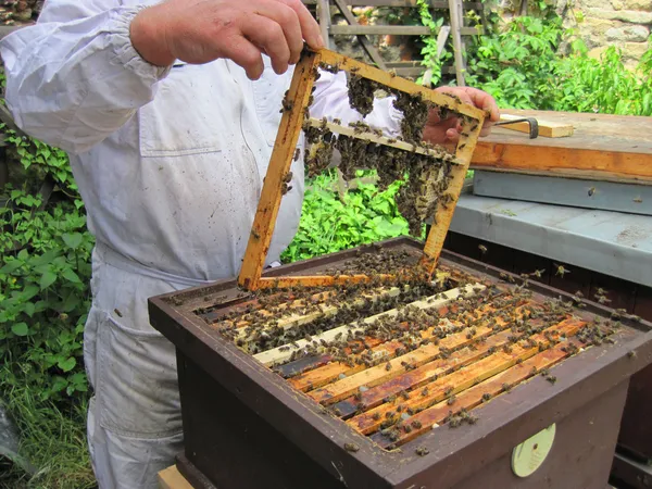 Beekeeping in the small czech farm — Stock Photo, Image