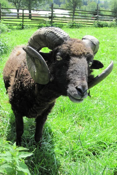 Black mouflon — Stock Photo, Image