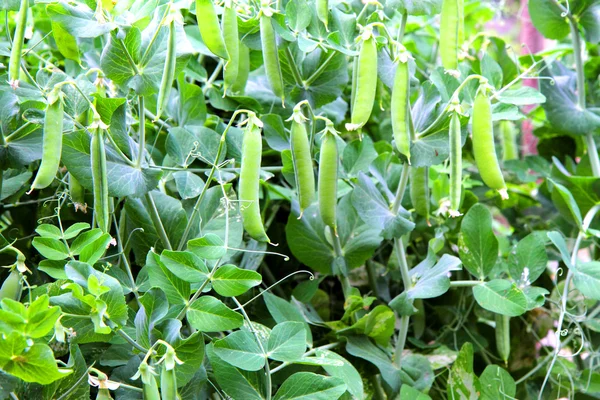 Nice green pea — Stock Photo, Image