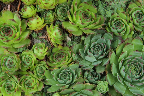 집 부추 succulent — 스톡 사진