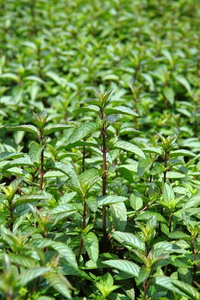 stock image Mint field