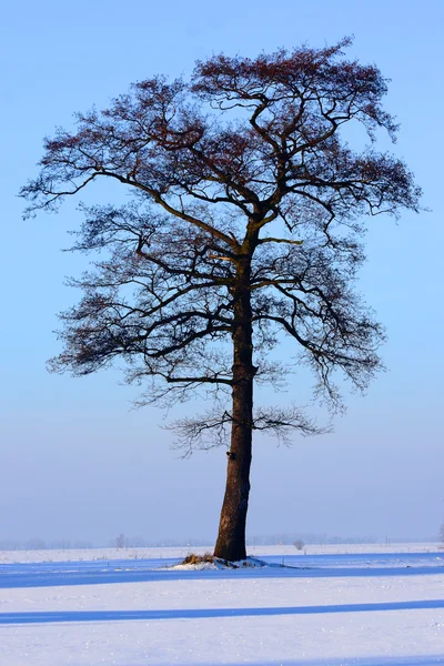 Tree in the witer — Stock Photo, Image