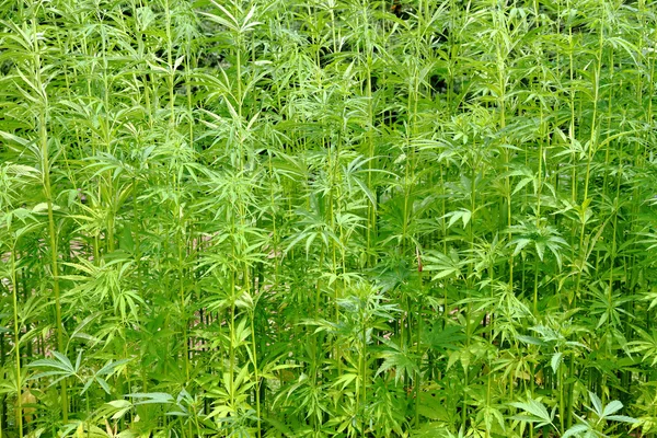 Деталь поля марихуаны — стоковое фото