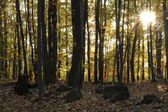 nagyon szép őszi erdő