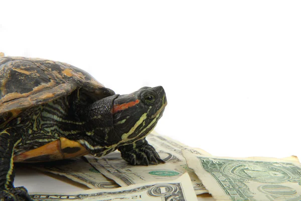 Water turtle and money — Stock Photo, Image