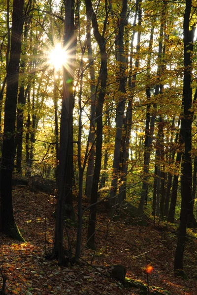 Bardzo miły jesień las — Zdjęcie stockowe