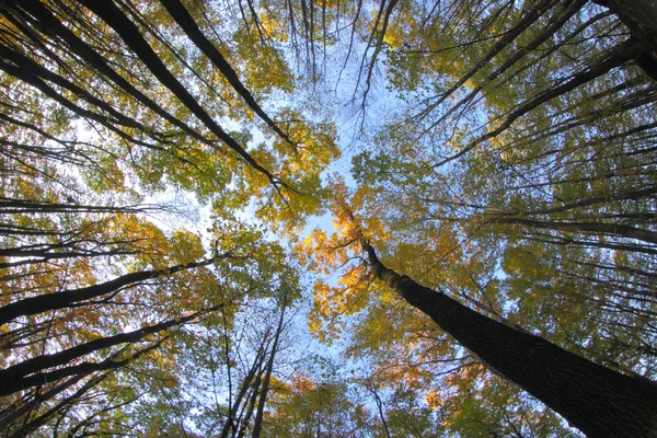 Πολύ ωραίο φθινοπωρινό δάσος — Φωτογραφία Αρχείου