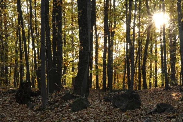 Très belle forêt d'automne — Photo