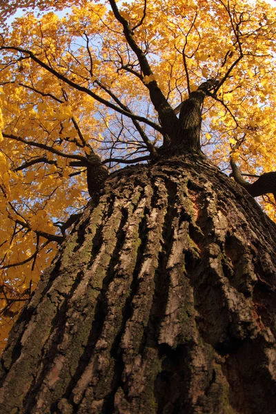 Старий осінні дерева — стокове фото