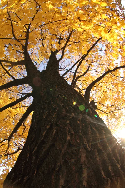 जुन्या शरद ऋतूचे झाड — स्टॉक फोटो, इमेज