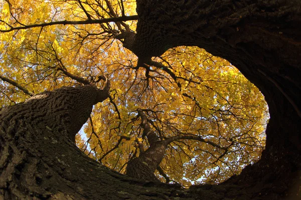 Starý podzimní strom — Stock fotografie