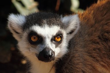 lemur maymunu