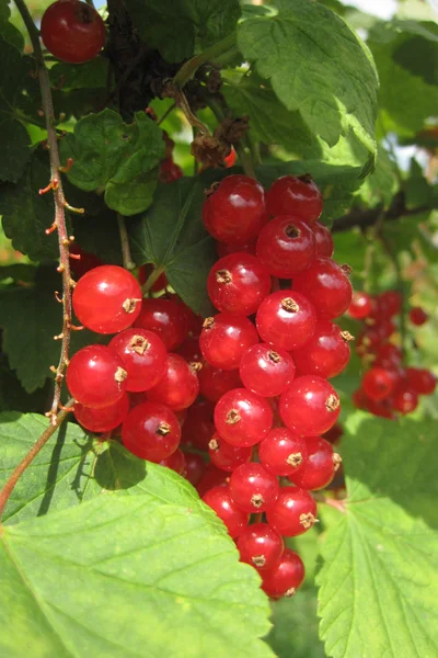 Röda vinbär som fin frukt mat naturlig bakgrund — Stockfoto