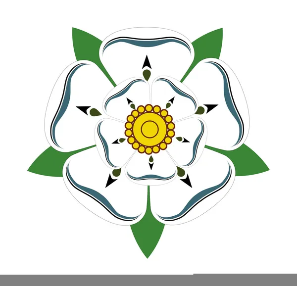 Weiße rose von yorkshire — Stockfoto