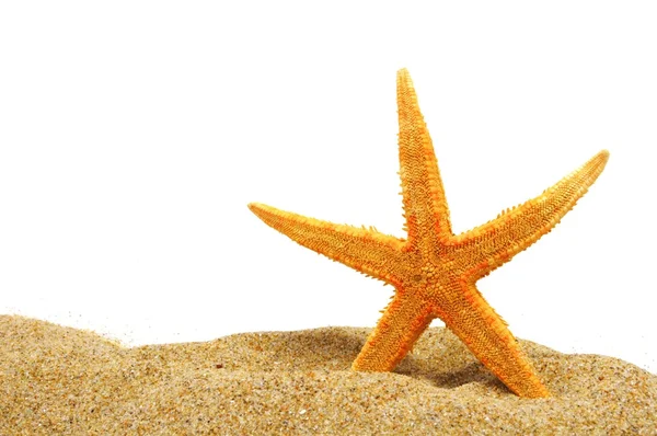 Seastar と砂の銀行 — ストック写真