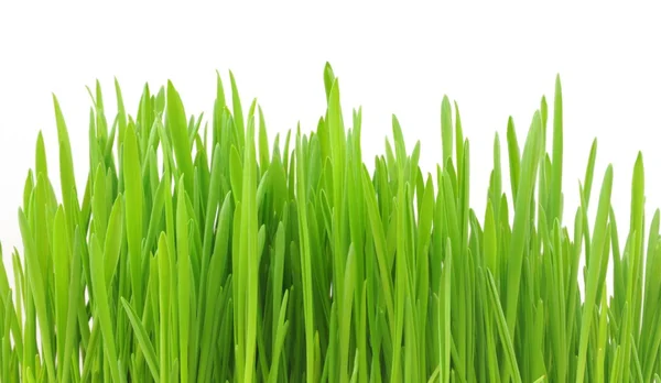 Erba verde — Foto Stock