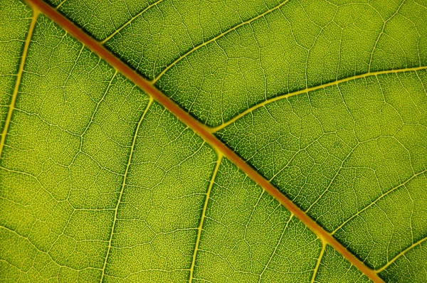 Tekstura zielonego liścia — Zdjęcie stockowe