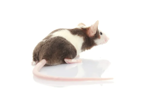 Mouse isolated — Stock Photo, Image