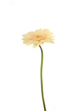 Gerbera